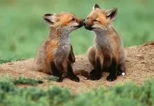 baby animals foxes 1920x1200 wallpaper Art HD Wallpaper